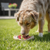 Potato Chip Nylon Chew & Enrichment Toy | 2-in-1 for Aggressive Chewers | SodaPup
