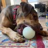 4" Glow-in-the-Dark Dog Ball - Treat Dispenser & Water Toy | USA Made