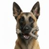 USA-K9 Stars and Stripes Wishbone Nylon Dog Chew Toy for Aggressive Chewers | USA Made